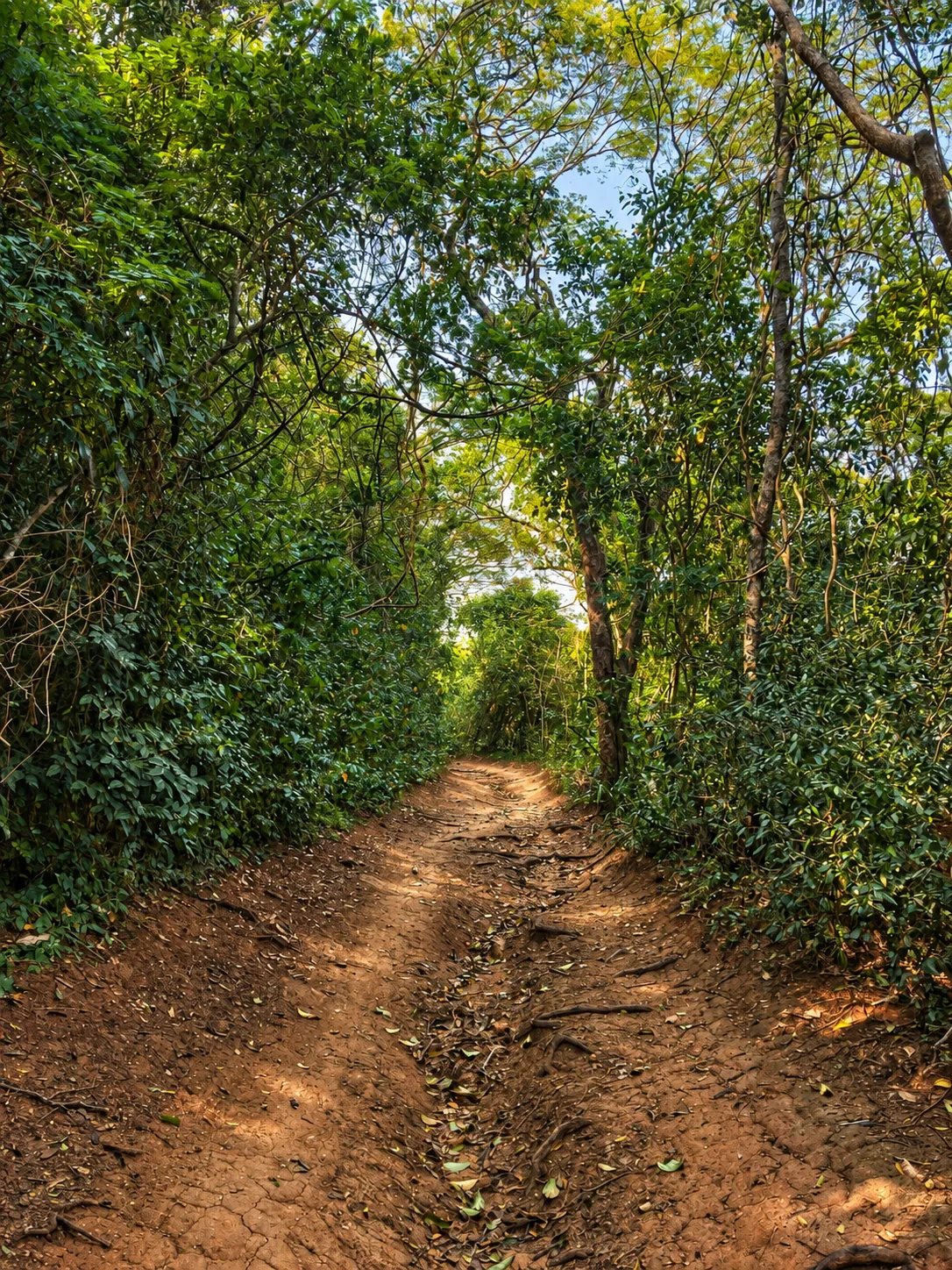 Trecho de trilha cercado por mata na Serra das Emerências